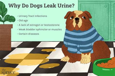 Why Does My Dog Leak Urine When Lying Down